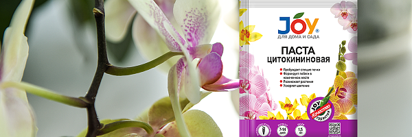 ПОМОГАЕМ ОРХИДЕЕ ЗАЦВЕСТИ! 